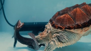 Snapping Turtle Eats Giant Salamander!! | WARNING LIVE FEEDING !