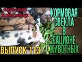 Кормление животных кормовой свеклой и ботвой.