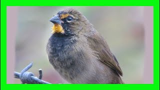 Yellow-faced Grassquit Bird Song, Call, Sound, Voice - Tiaris Olivaceus