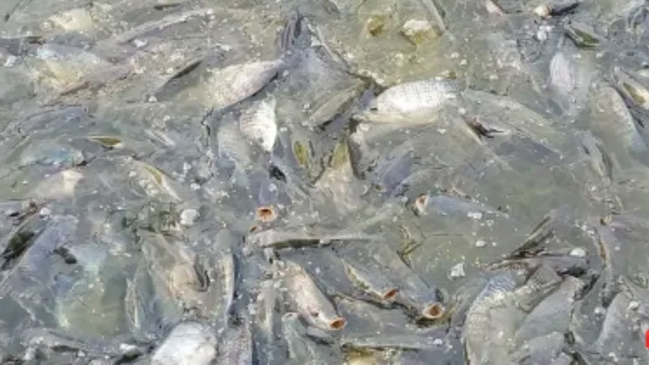 spectral dnc-n How To Tilapia Fish (monosex) Eating Food In Pond