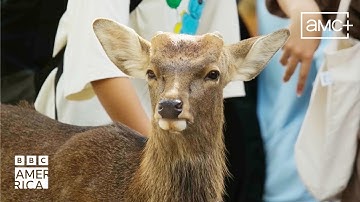 The Antler-less Sika Deer Of Japan | Asia | BBC America