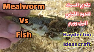 Tenebrionidae/Mealworms vs Fish