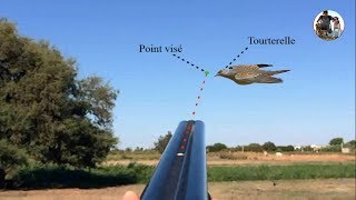 Dove Hunting Best Shots with explication of hunt screenshot 3