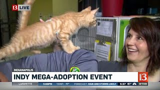 Thousands of pets up for adoption Guide