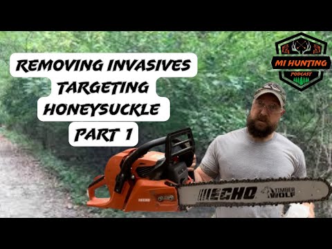 Honeysuckle removal Part 1