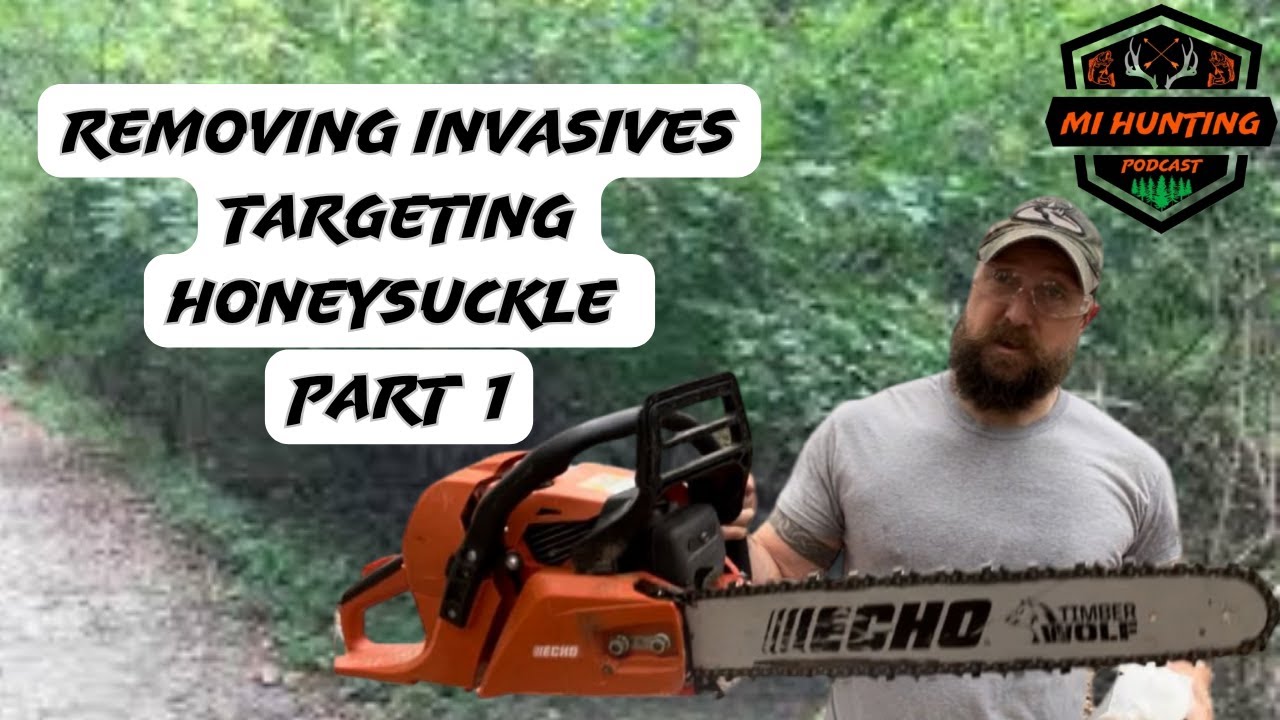 Honeysuckle removal Part 1 YouTube