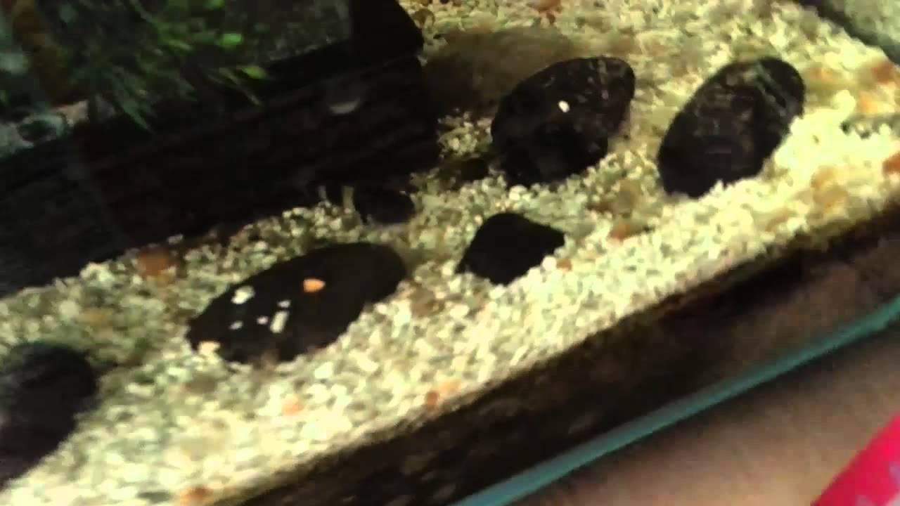 bearded dragons Vivarium Upkeep + Update!!