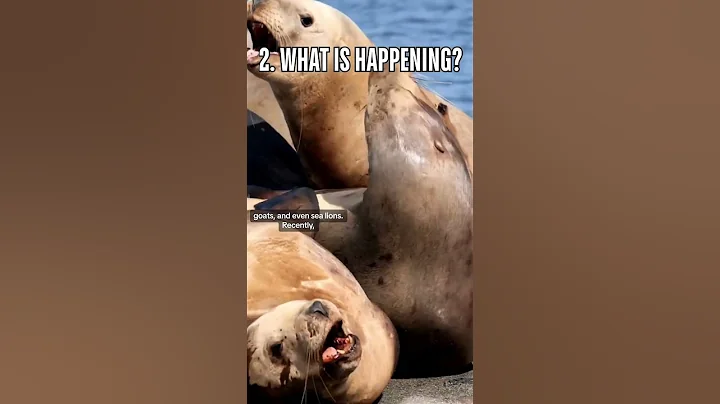 What is bird flu? Is it a risk? Here's what you need to know.