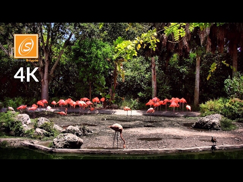 วีดีโอ: ดูและทำอะไรที่ Miami MetroZoo