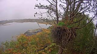 Preview of stream Eagle Cam #3 - Baron Blue - White Tailed Eagles Nest Live