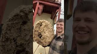 Taking down an Asian giant hornet nest