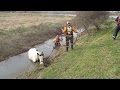 Pregnant mare trapped in water filled ditch saved by team effort