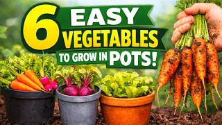 6 Vegetables Anyone Can Grow in Containers (Full Growth Journey)