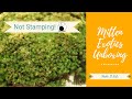 It&#39;s Alive! Unboxing Mitten Exotics (Mosses and Lichens!)