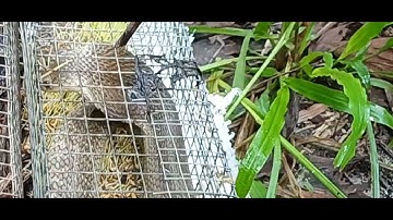 Thăm bẫy rắn thất thu cả nhà ơi  /Visit the snake trap and lose money, everyone