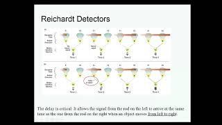 PerceptionCh8Part3 Detection of Movement/Reichardt Detectors