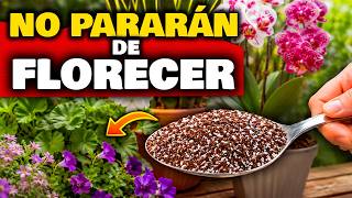 REVENTARÁN DE FLORES 🌸 Abono Casero FLORACIÓN BRUTAL (Resultados RÁPIDOS) Abono Plantas