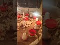 আজকে আমার chicks এর বয়স 2 দিন । #vlog #freerangechickens #viral #trending