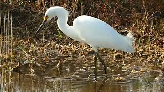 Snowy Egret Marsh Dance by Class C Explorers 130 views 2 years ago 28 seconds