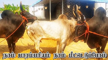 𝐀𝐦𝐚𝐳𝐢𝐧𝐠 𝐁𝐢𝐠 𝐂𝐨𝐰 𝐌𝐚𝐧  | 𝐁𝐢𝐠 𝐁𝐮𝐥𝐥 𝐕𝐢𝐝𝐞𝐨 2023 #cow #cows #bulls   #video #trending #viralvideo #meting