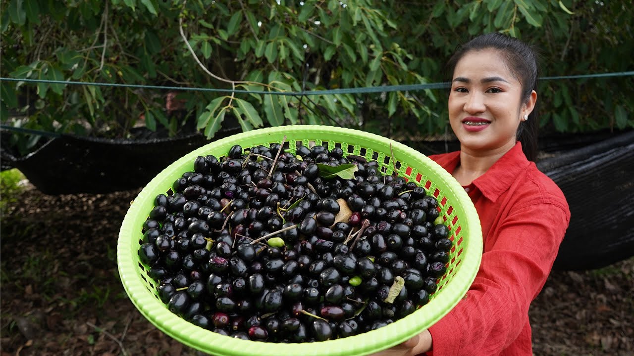 '' Java plum '' Have you ever harvested Java plum or eaten before? / Yummy Java plum recipe