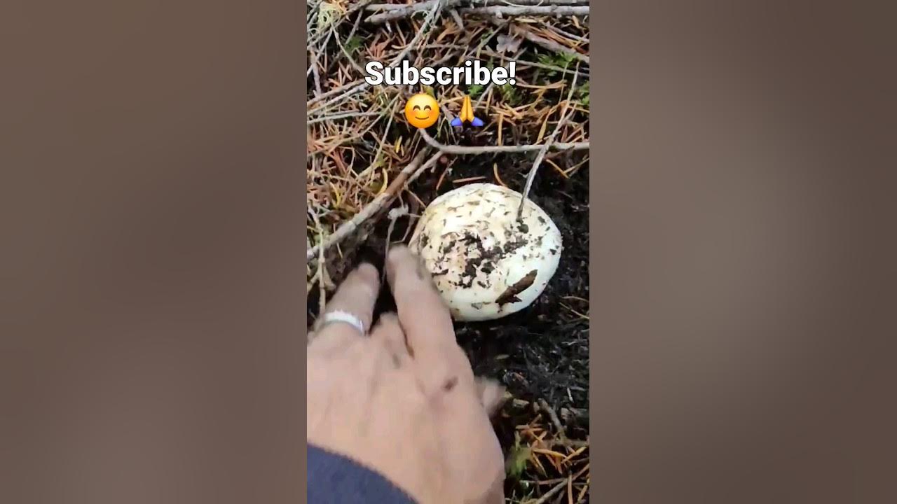 Pine Mushroom Foraging Tutorial. *Hidden* mushroom matsutake nature