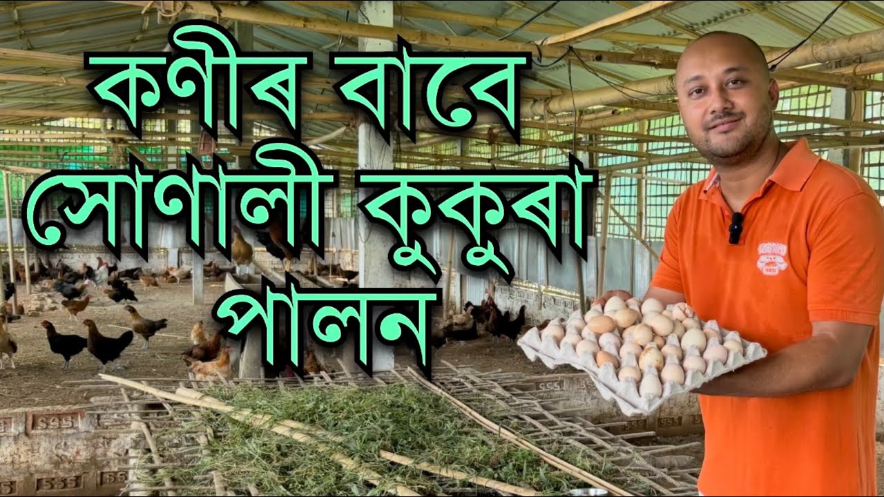 সোণালী কুকুৰাৰ কণীৰ ফাৰ্ম Sonali egg farming | Local Chicken Egg farming| Layer egg farming in Assam