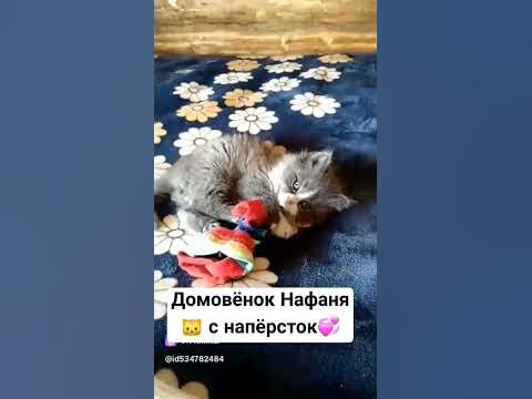 🐱 Домовёнок Нафаня для 🏡 в отпуске . - YouTube