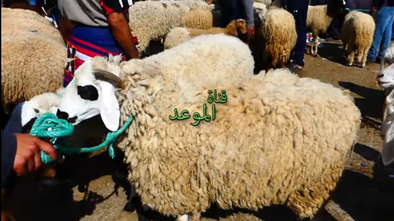علوش رومانيا يأكل في الغلة و الفواكه الجافة و أرخص من علوش تونس يأكل في القرط