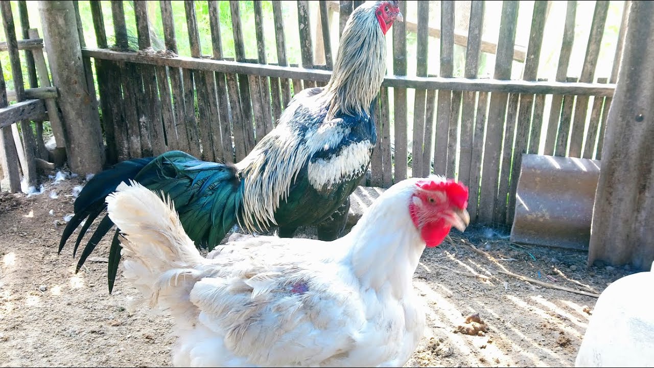 Broiler + Shamo chicken crossbreed YouTube