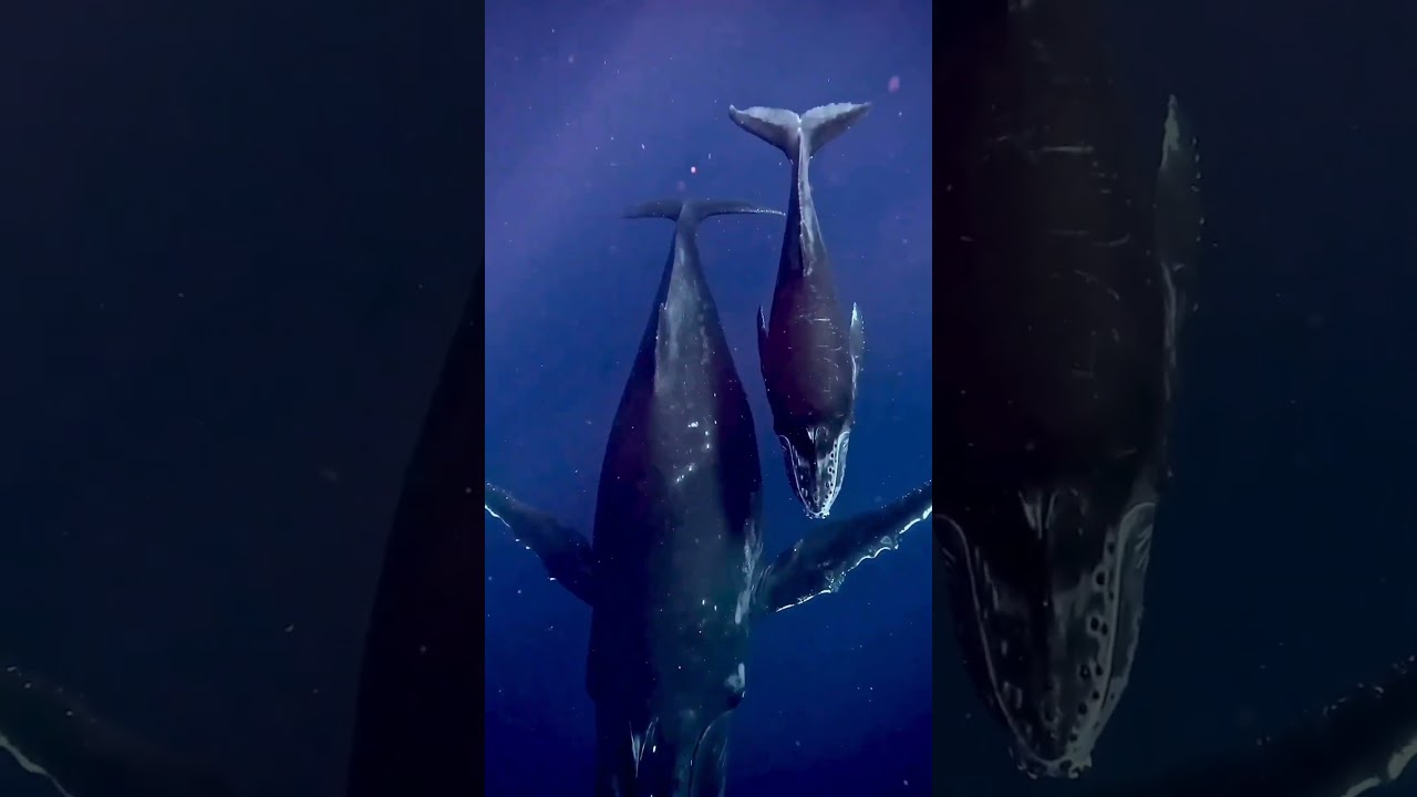 Whale Watchers Encounter 100-Ft-Long Blue Whale 