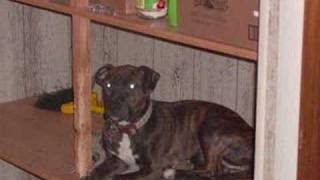 American Pitbull Terrier