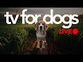 TV For Dogs - 24/7 Entertainment for Dogs &amp; Relaxing Dog Music