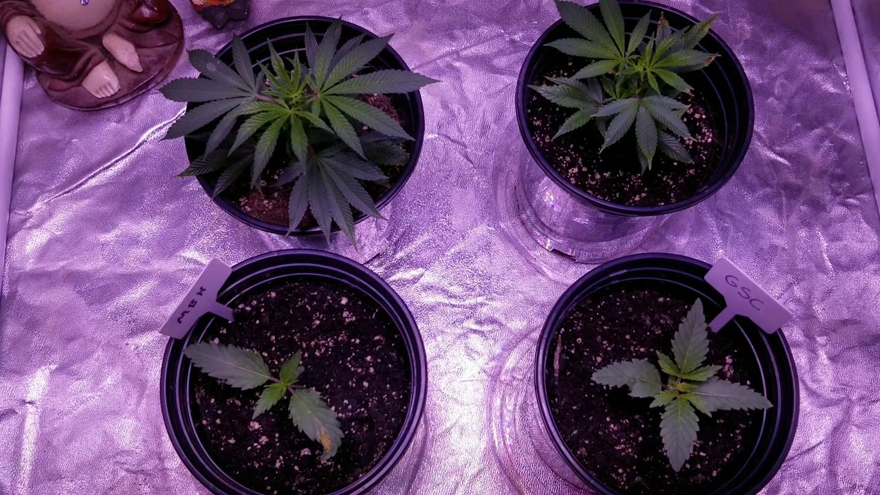 450w Viparspectra Grow Tent GSC