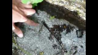 Vertientes en los Comechingones.MOV