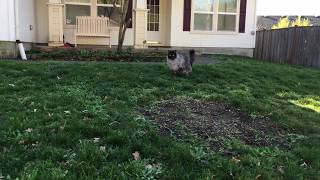 Shadow the Kitty Greets a Neighbor by Kerry Barbero 55 views 6 years ago 19 seconds