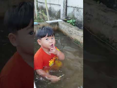 Kok bisa ada ikan cupang di sawah? ⁉️ #ikan #sawah #cupang