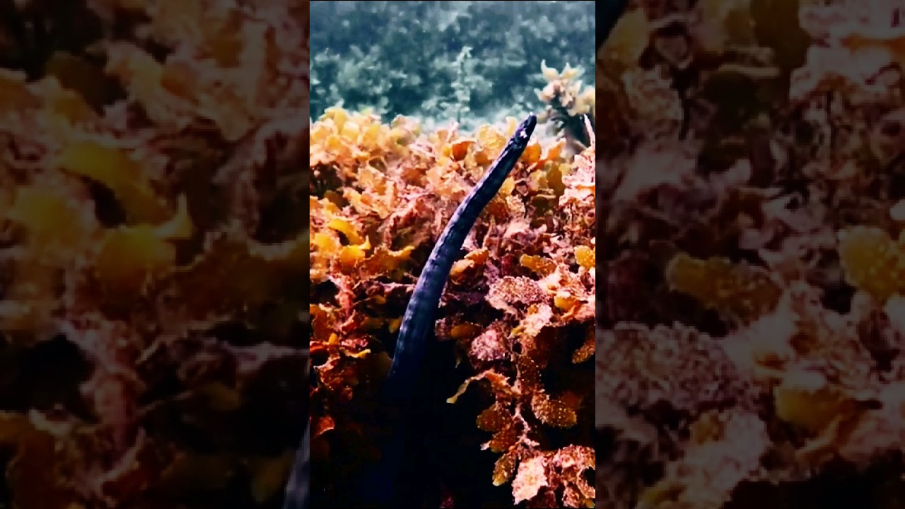 Beautiful Olive Sea Snake  