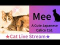 ★Cat Live Stream★79【Mee】