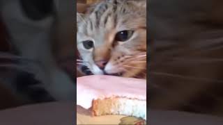 Кот тащит колбасу!