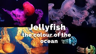 Jellyfish - marine life - relaxation film with Scenic Beauty