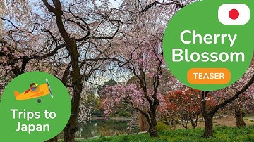 Cherry Blossoms in Japan 360 Teaser | 3D 8K Experience | DYNAMIC LANGUAGES