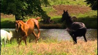 Black Beauty - Horse Whisperer Theme