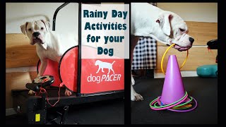 Rainy Day Dog Activities