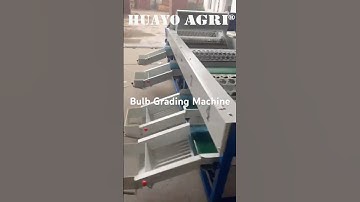 4 Size Garlic Bulb Grading Machine with Roller Holes
