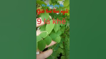 Cách giải trừ bùa ngải bằng lá khế. Ha nhung sống lâu