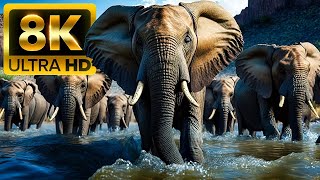 BIG ANIMALS - 8K (60FPS) ULTRA HD - With Nature Sounds (Colorfully Dynamic)