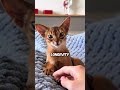 Cats With The Shortest Lifespans ⏰ 🐱 #animals #cat #richyanimals #fyp