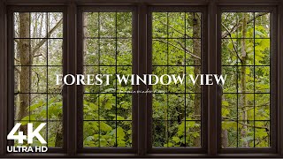 4K Forest window view birds singing - Relaxing, Calming, Ambience, white noise