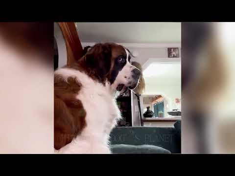 Unexpected Laugh With These Funny Dogs Best Funniest Dog Videos Of 2025 18
